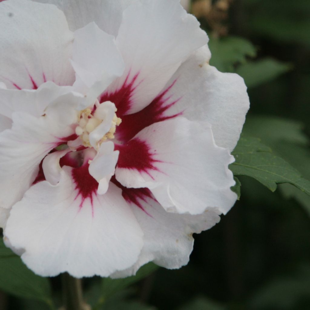 Hibiscus syriacus Lady Stanley - Ibisco