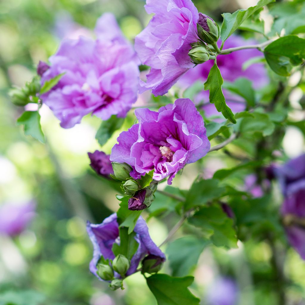 Hibiscus syriacus Lavender Chiffon - Ibisco