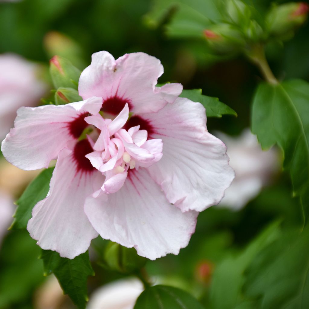 Hibiscus syriacus Leopoldii - Ibisco