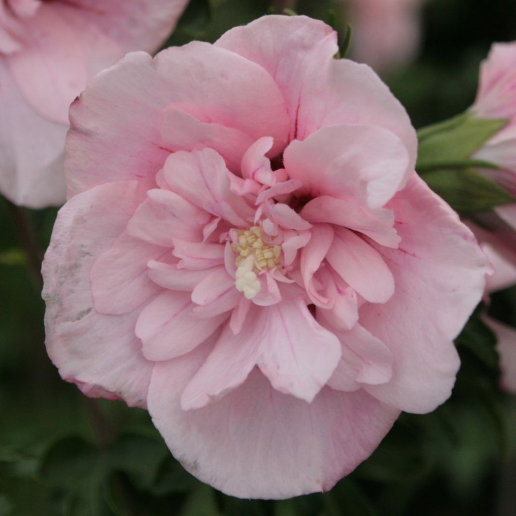 Hibiscus syriacus Pink Chiffon - Ibisco