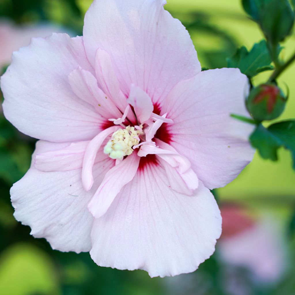 Hibiscus syriacus Pink Chiffon - Ibisco