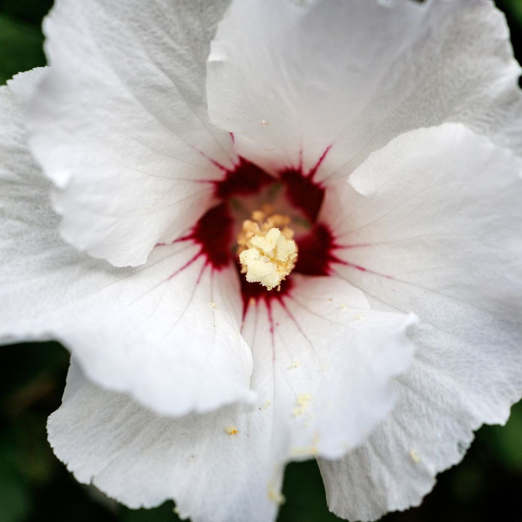 Hibiscus syriacus Red Heart - Ibisco