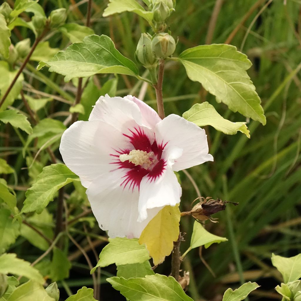 Hibiscus syriacus Shintaeyang - Ibisco