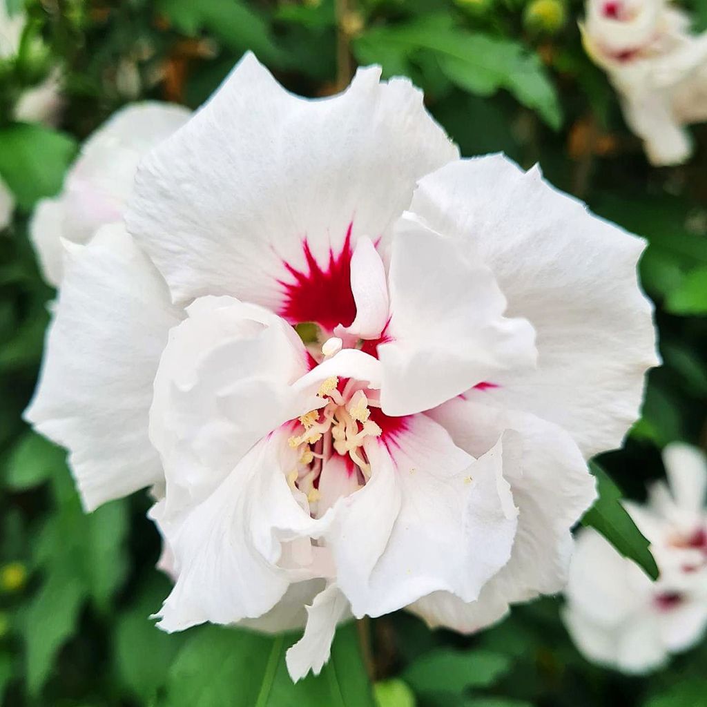 Hibiscus syriacus Speciosus - Ibisco