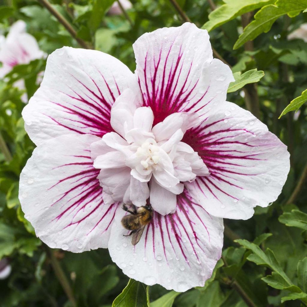 Hibiscus syriacus Starburst Chiffon - Ibisco