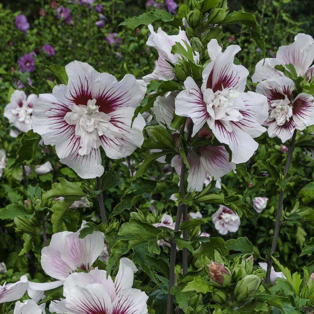 Hibiscus syriacus Starburst Chiffon - Ibisco