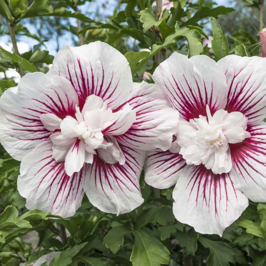 Hibiscus syriacus Starburst Chiffon - Ibisco
