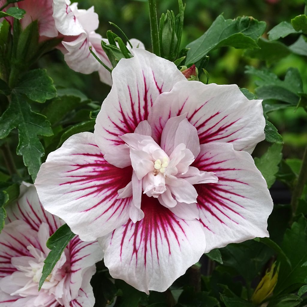 Hibiscus syriacus Starburst Chiffon - Ibisco
