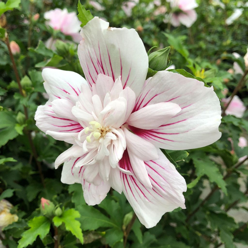 Hibiscus syriacus Starburst Chiffon - Ibisco