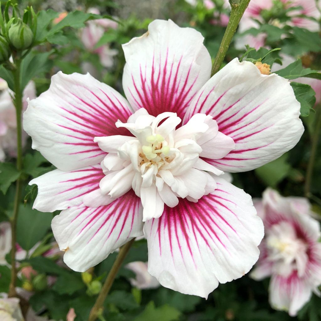 Hibiscus syriacus Starburst Chiffon - Ibisco