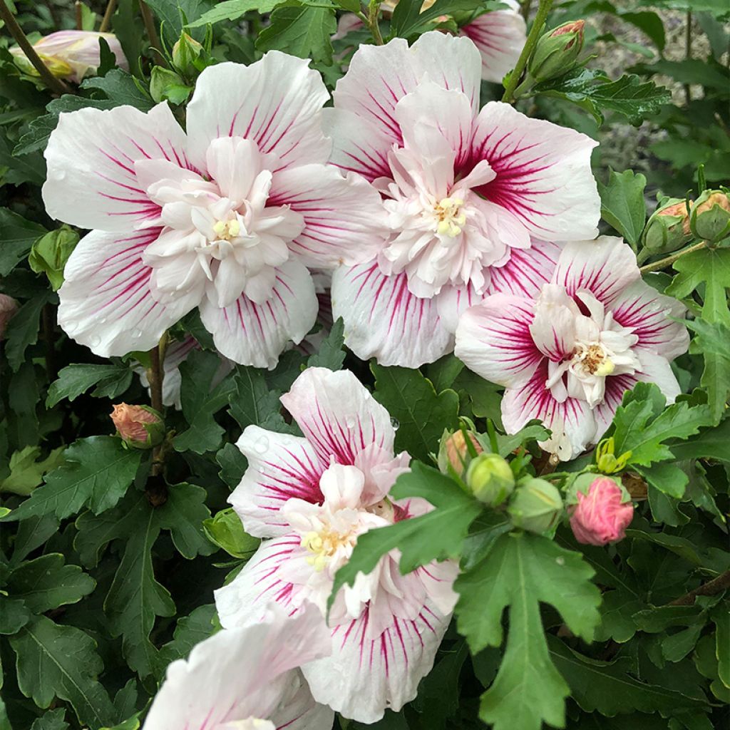 Hibiscus syriacus Starburst Chiffon - Ibisco