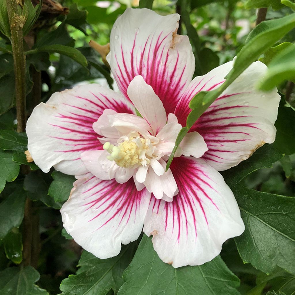 Hibiscus syriacus Starburst Chiffon - Ibisco