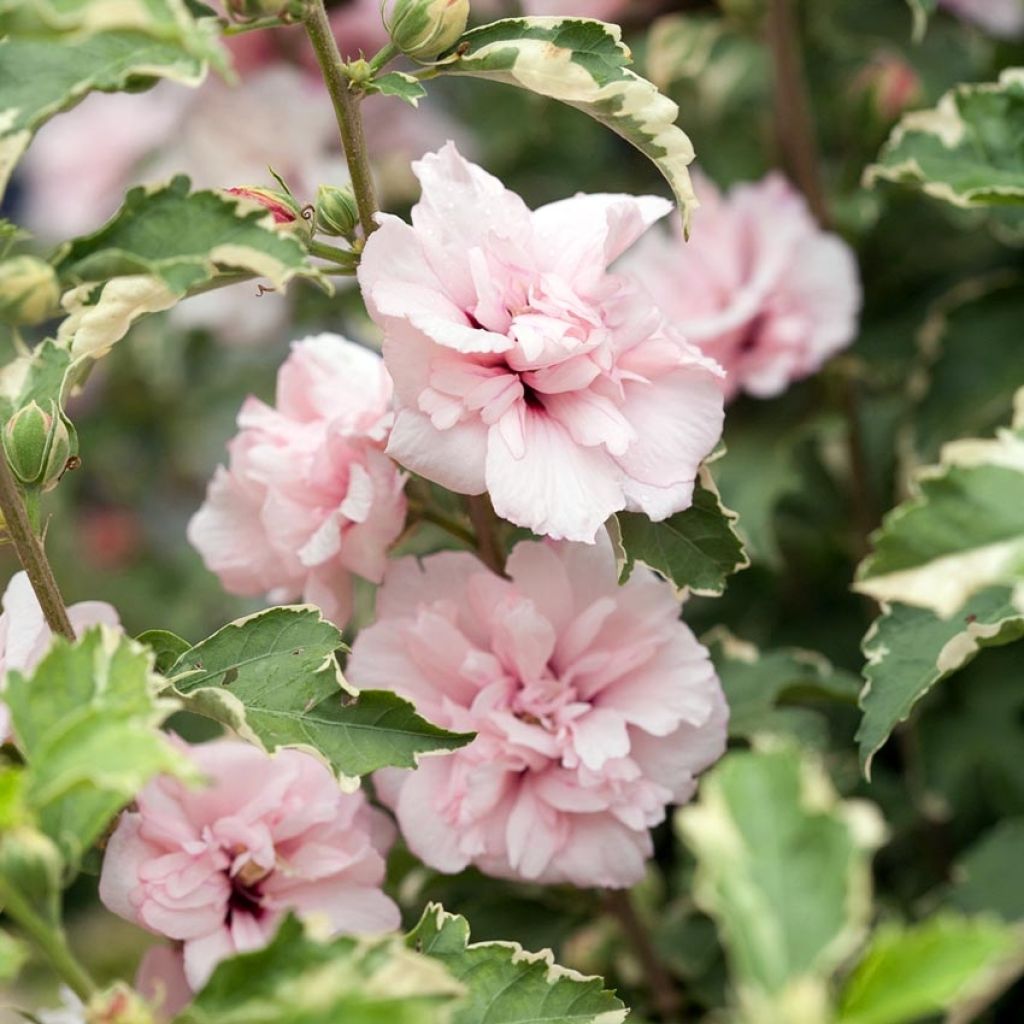 Hibiscus syriacus Sugar Tip - Ibisco