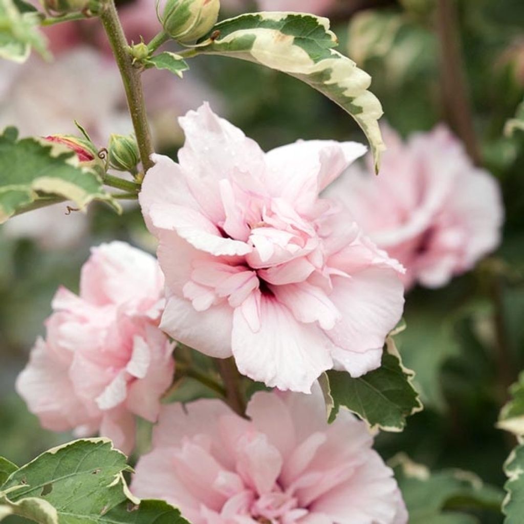 Hibiscus syriacus Sugar Tip - Ibisco