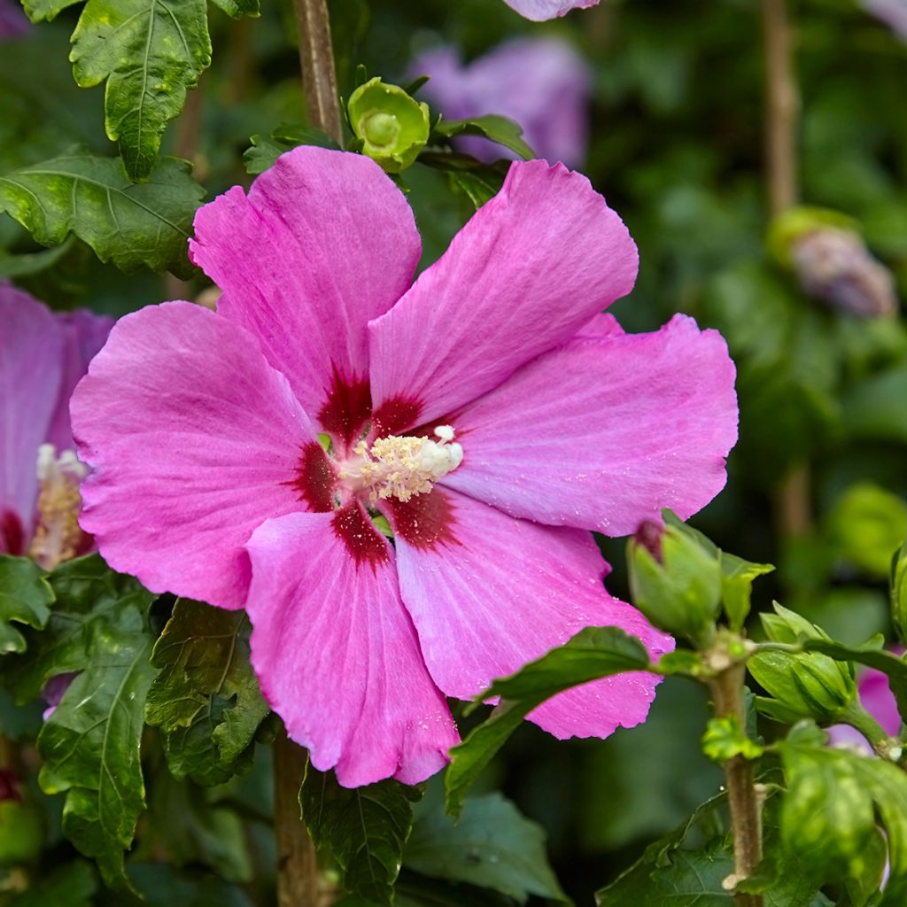 Hibiscus syriacus Pink Giant - Ibisco