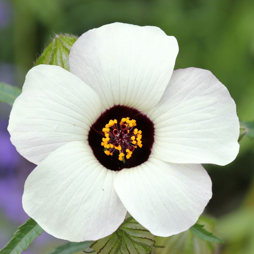 Hibiscus trionum - Ibisco vescicoso