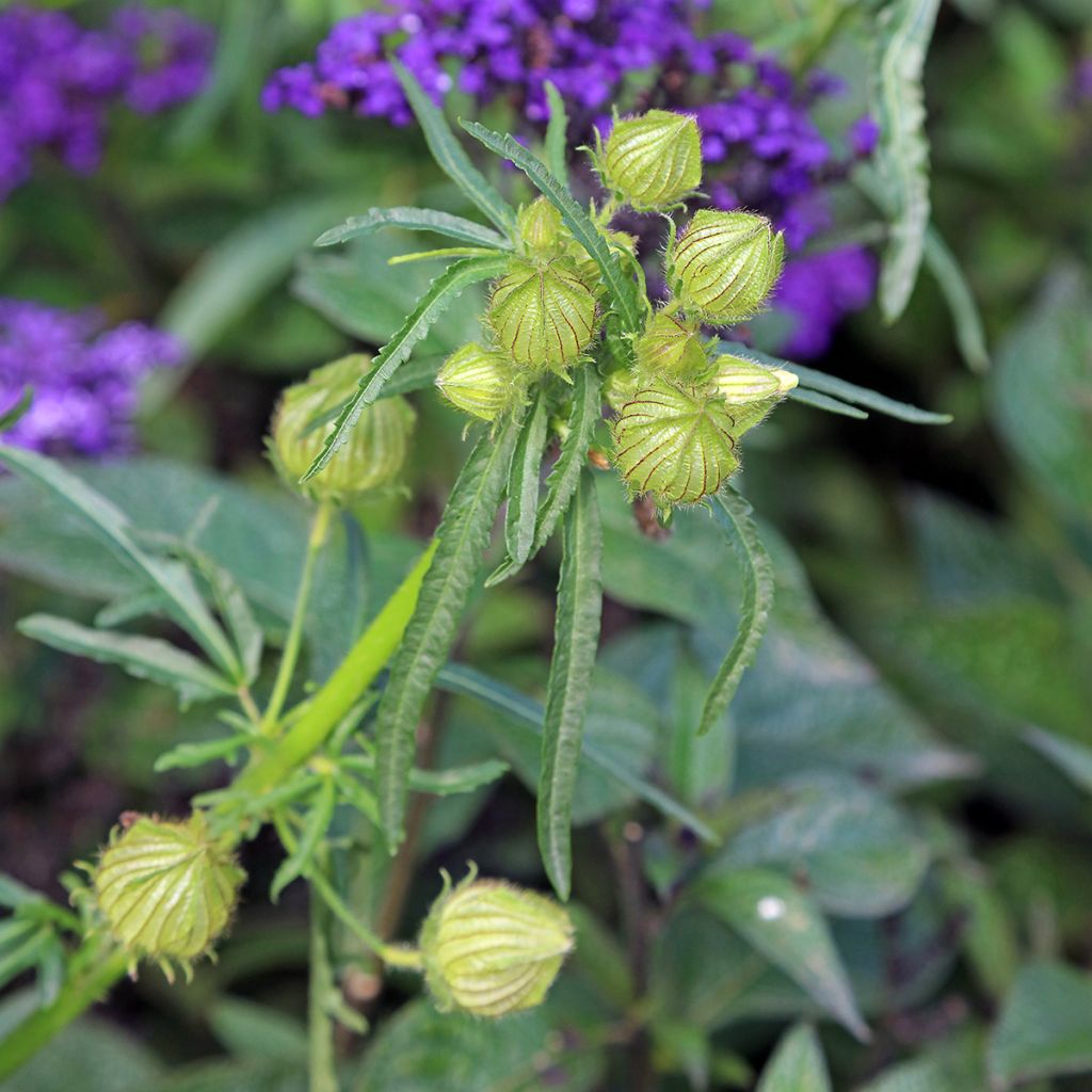 Hibiscus trionum - Ibisco vescicoso
