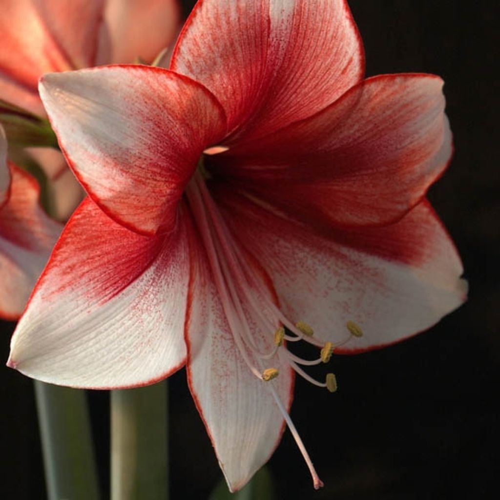 Amaryllis Hippeastrum charisma - Hippeastrum