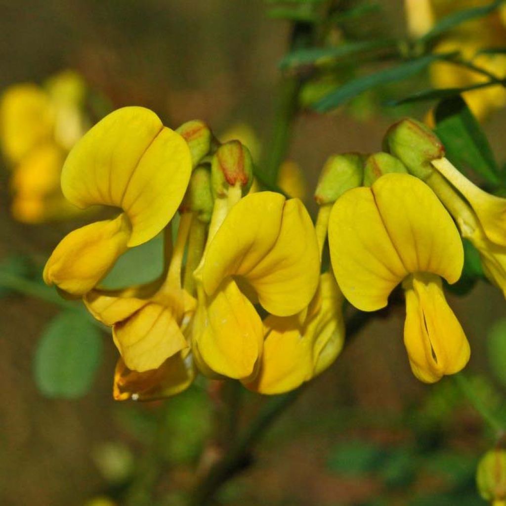 Hippocrepis emerus - Cornetta dondolina