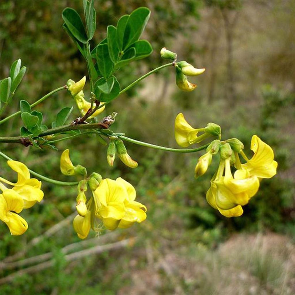 Hippocrepis emerus - Cornetta dondolina
