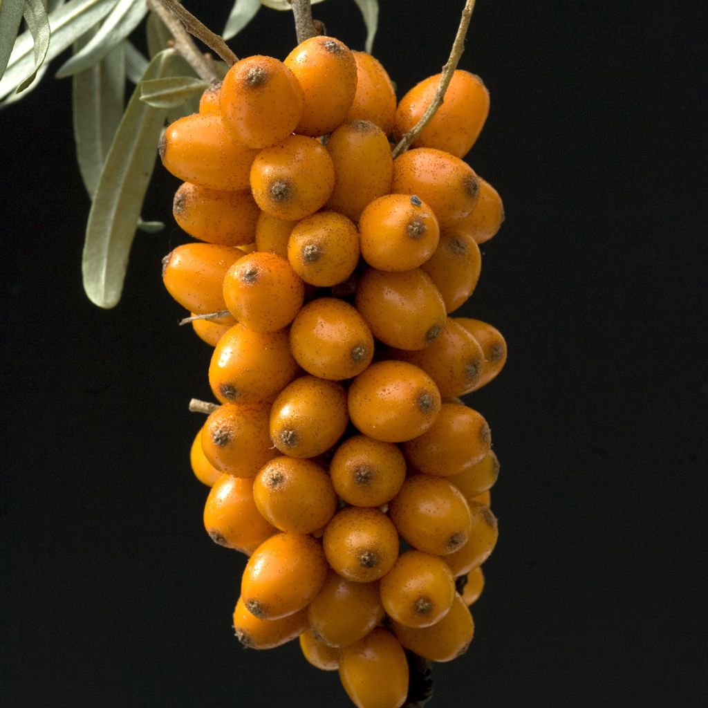 Hippophae rhamnoides Leikora - Olivello spinoso