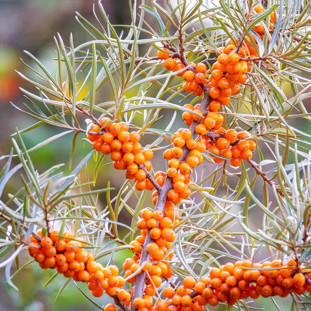 Hippophae rhamnoides (semi) - Olivello spinoso