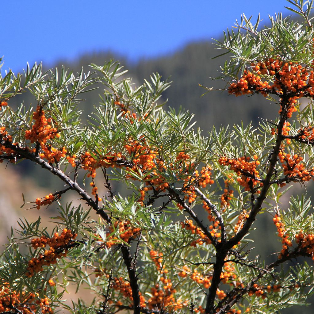 Hippophae rhamnoides (semi) - Olivello spinoso