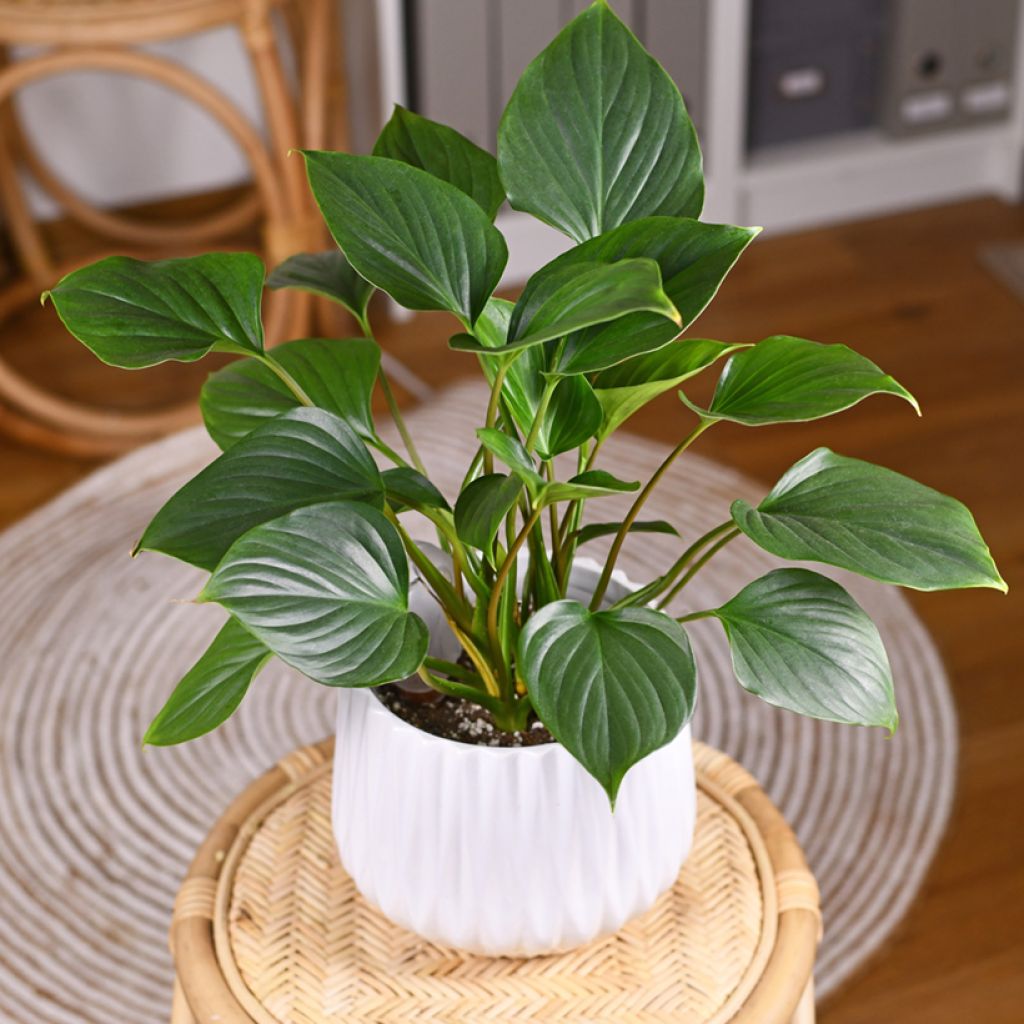 Homalomena Emerald Gem