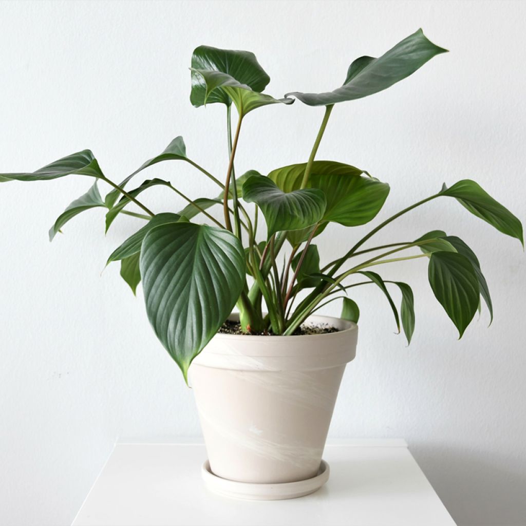 Homalomena Emerald Gem