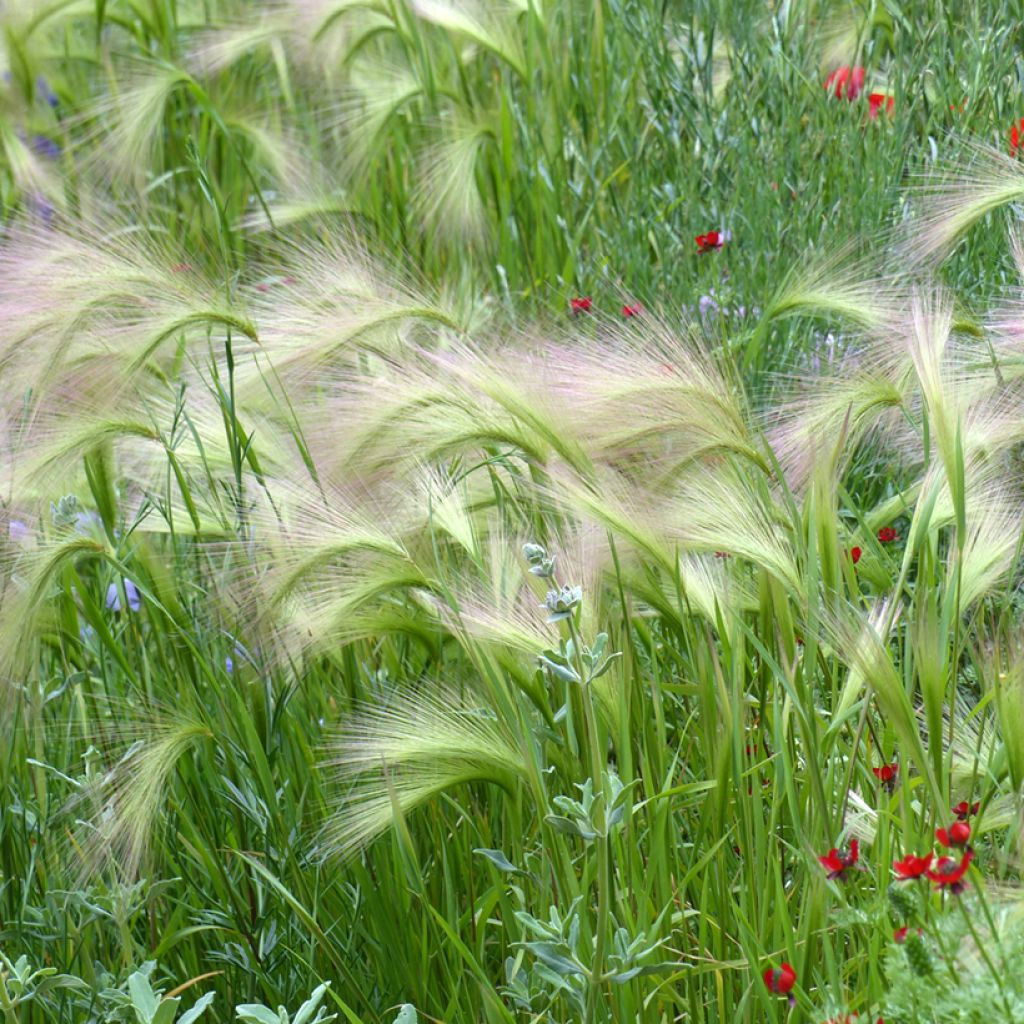 Hordeum jubatum (semi) - Orzo a criniera
