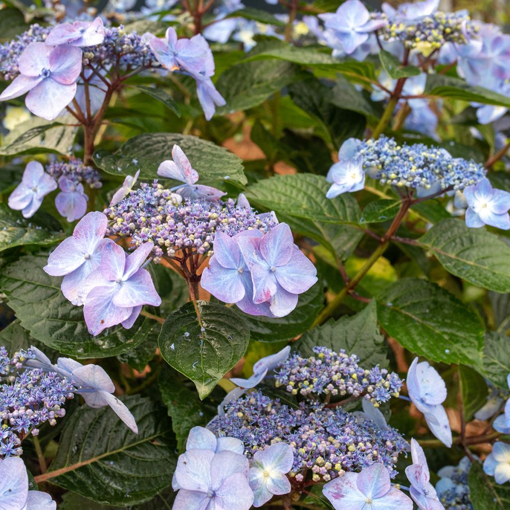 Hydrangea macrophylla Endless Summer Pop Star - Ortensia