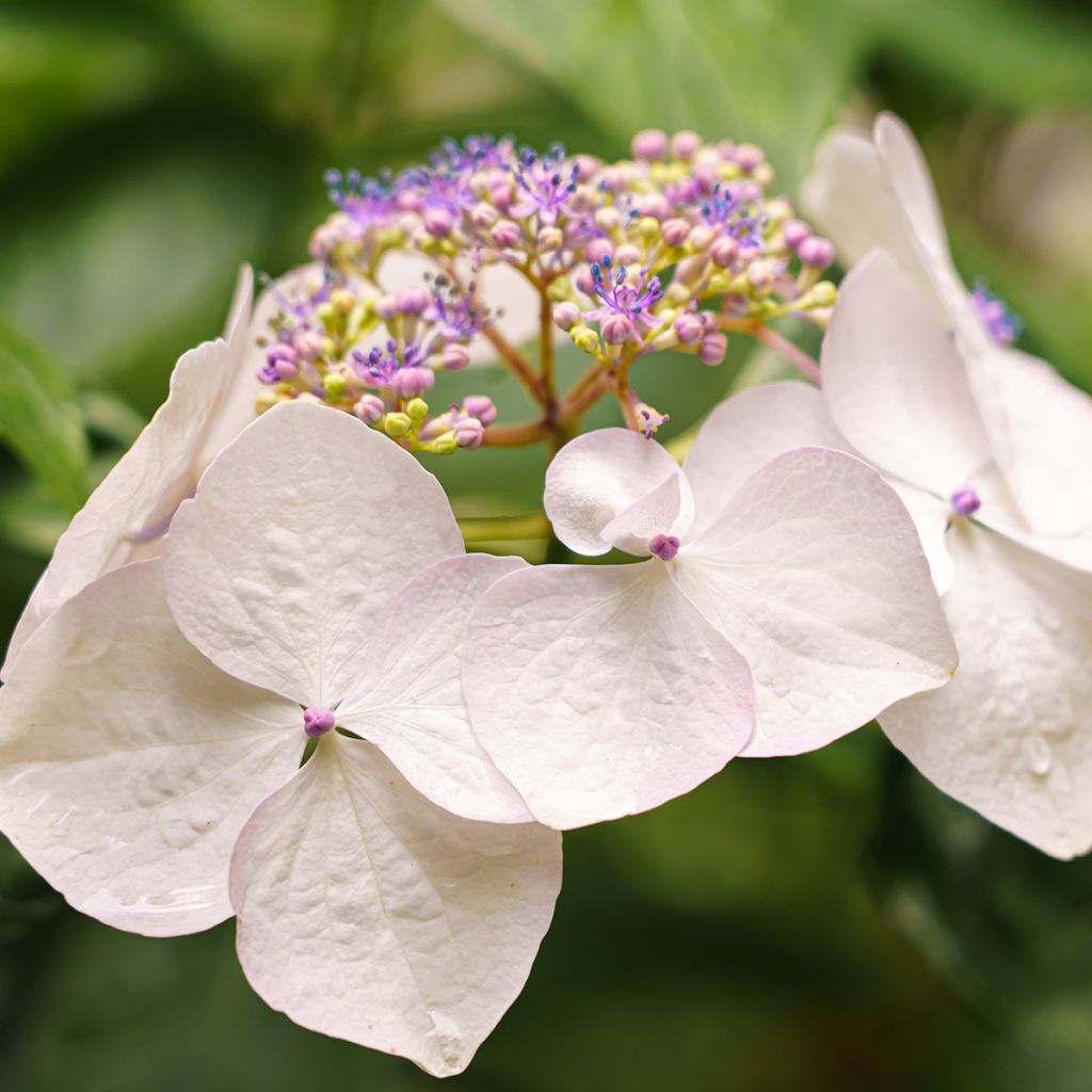 Hydrangea French Bolero - Ortensia