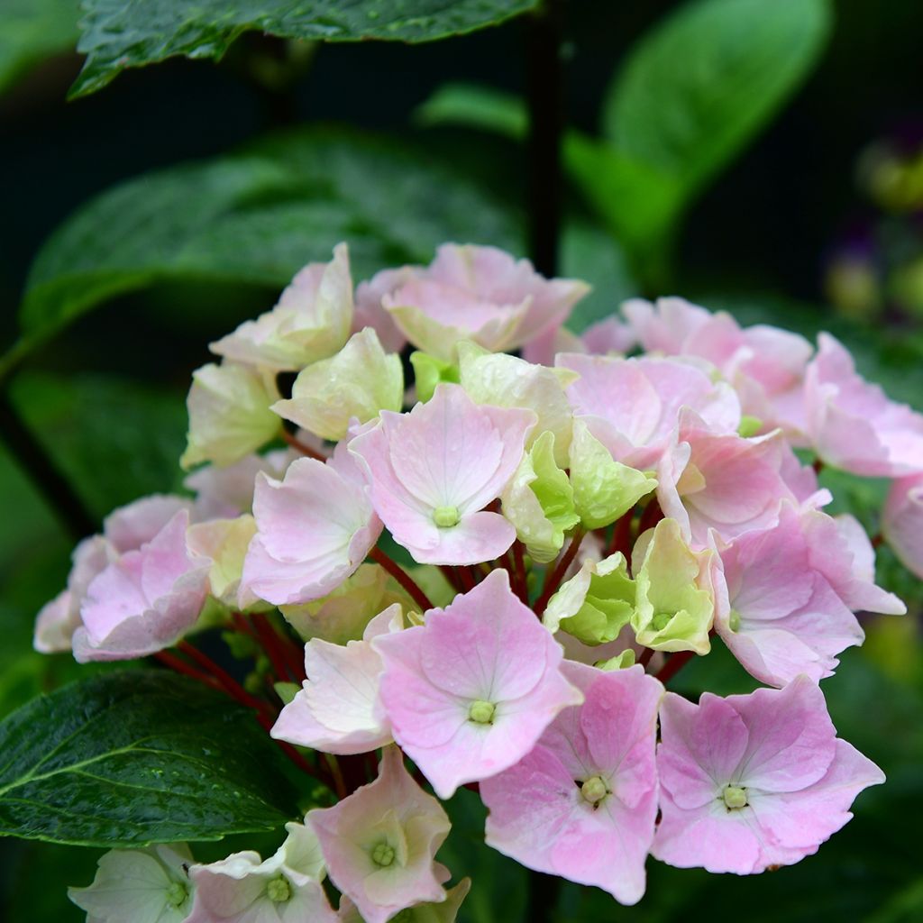 Hydrangea Runaway Bride - Ortensia