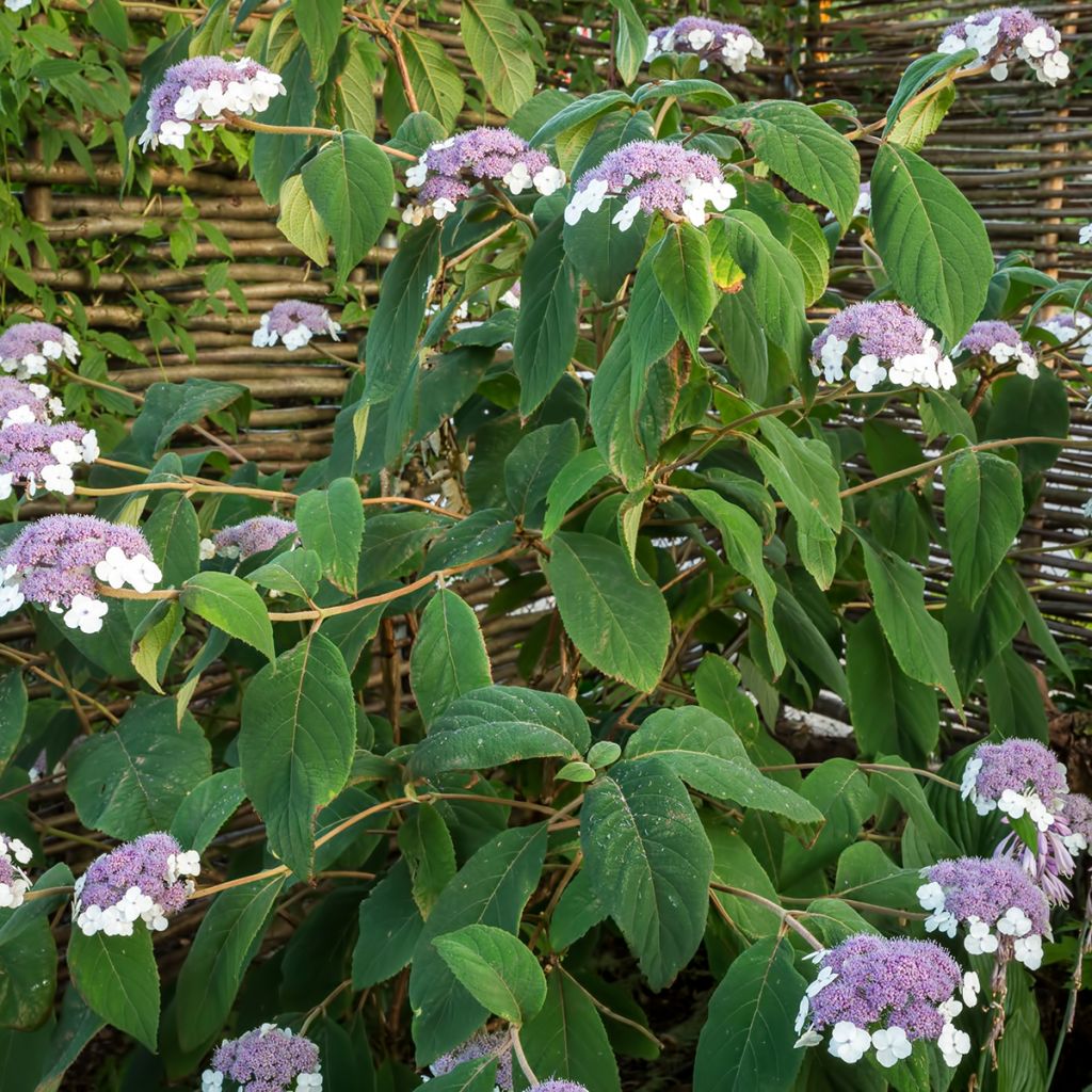 Hydrangea aspera subsp. sargentiana - Ortensia