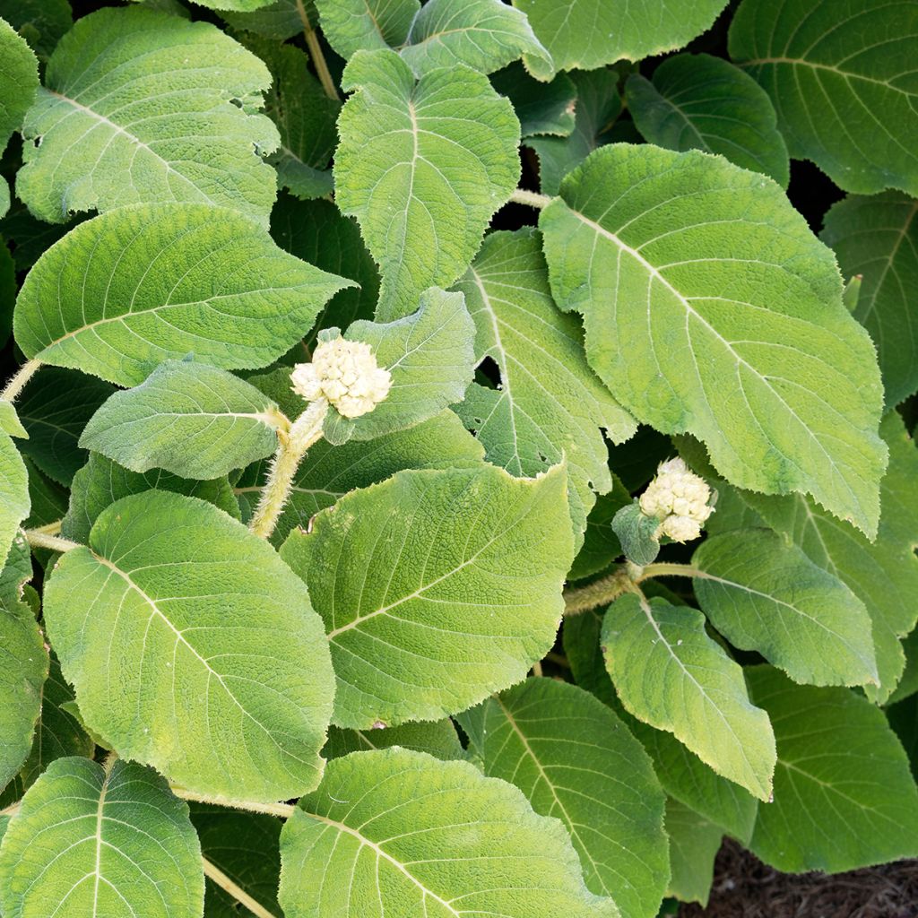 Hydrangea aspera subsp. sargentiana - Ortensia