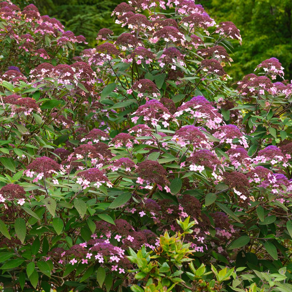 Hydrangea aspera Velvet & Lace - Ortensia