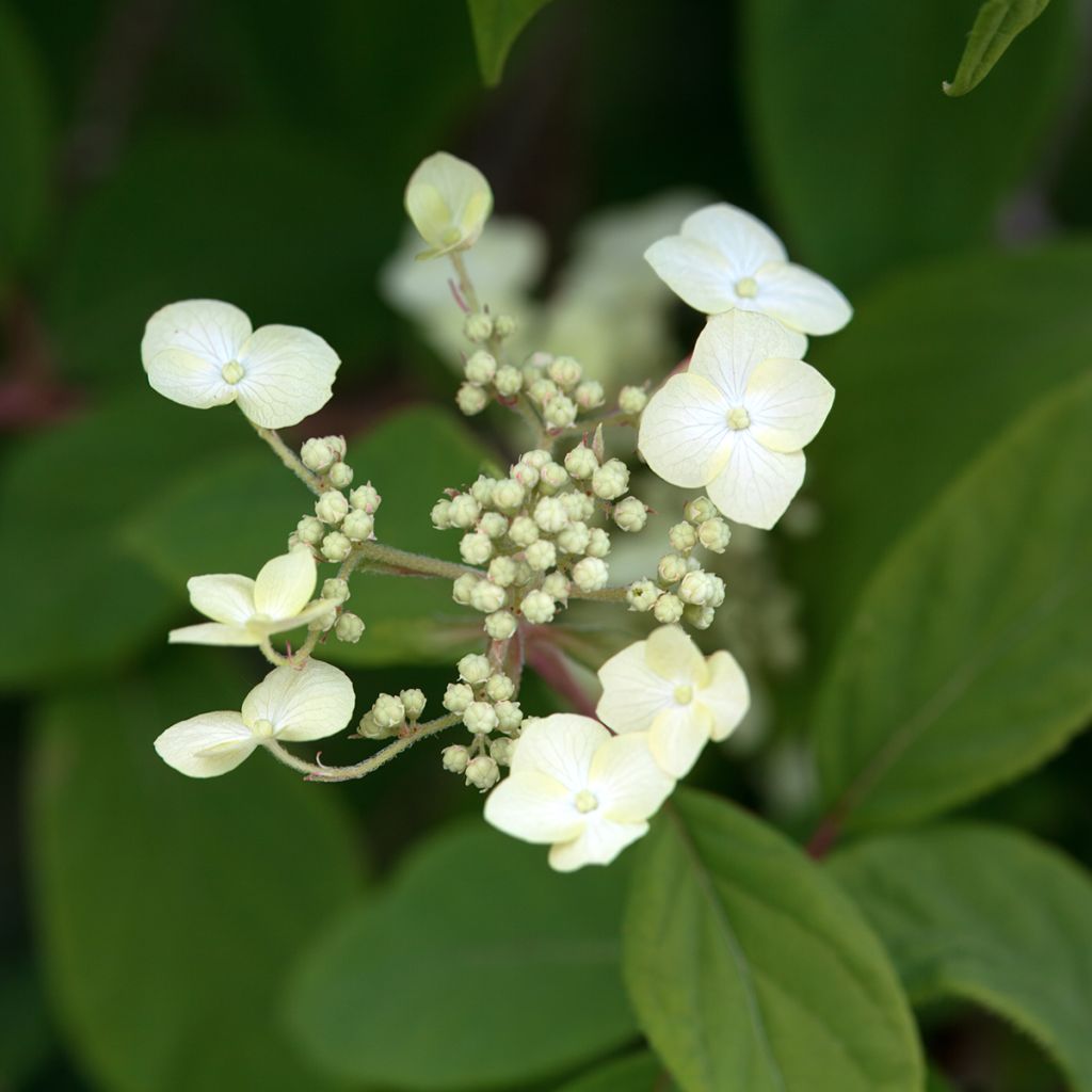 Hydrangea heteromalla - Ortensia