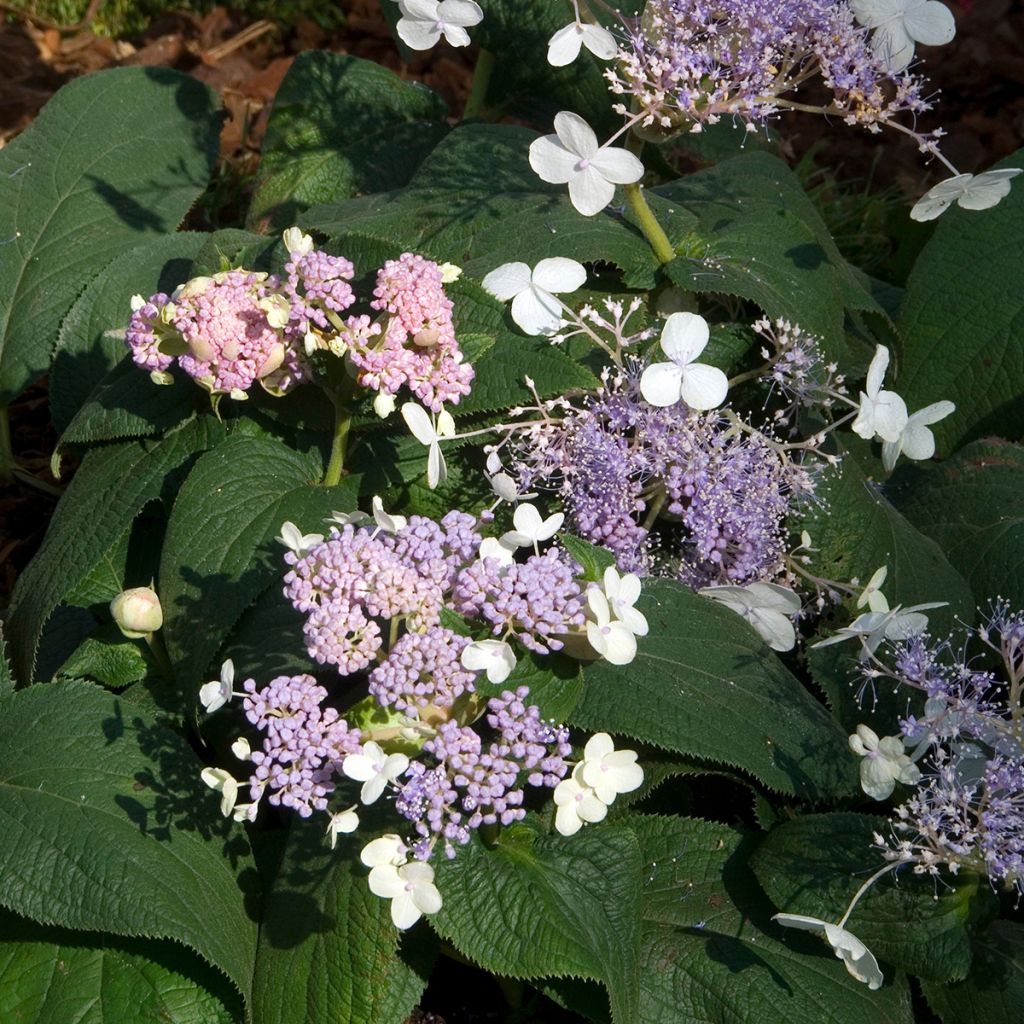 Hydrangea involucrata Late Love - Ortensia