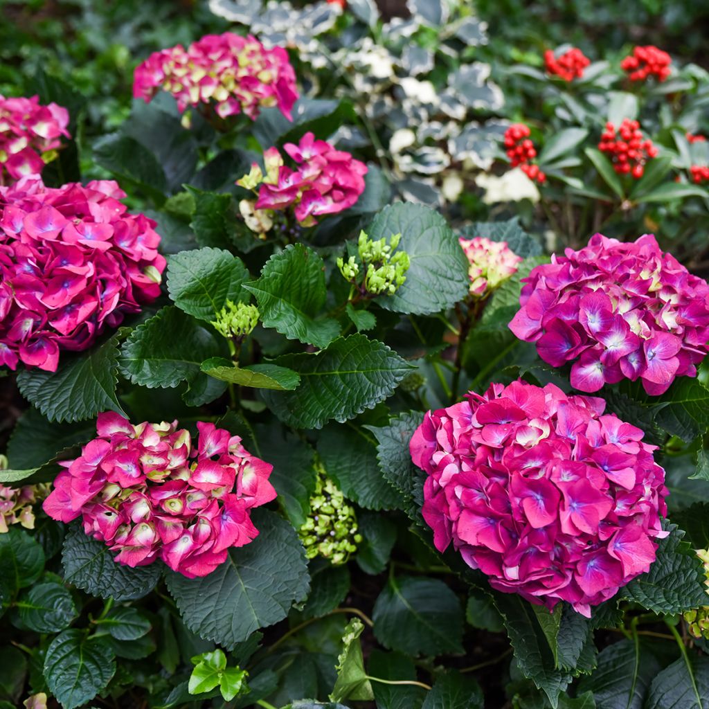 Hydrangea macrophylla Baron Rouge - Ortensia
