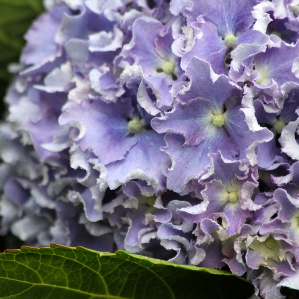 Hydrangea macrophylla Beautensia Spike - Ortensia