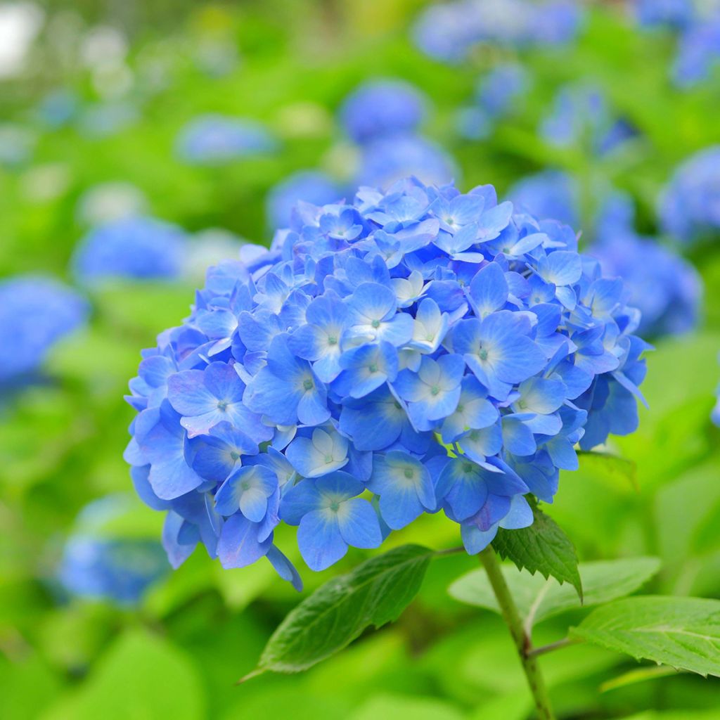Hydrangea macrophylla Bela - Ortensia