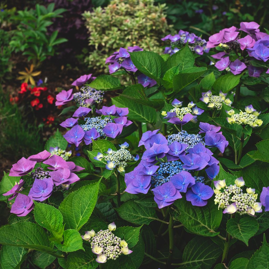 Hydrangea macrophylla Blaumeise - Ortensia