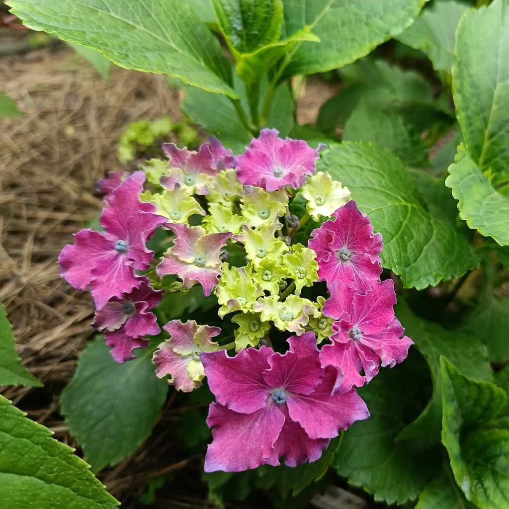 Hydrangea macrophylla Curly Sparkle Red - Ortensia