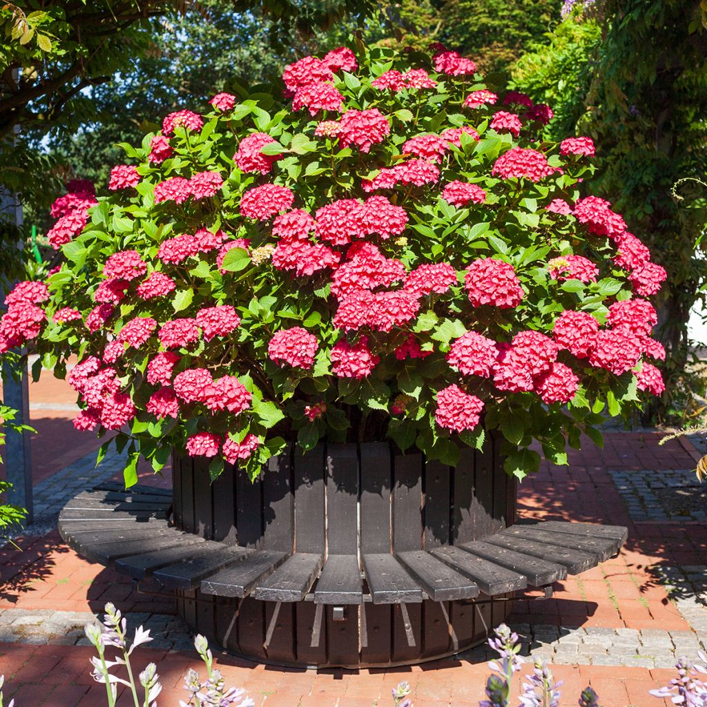 Hydrangea macrophylla Deutschland - Ortensia