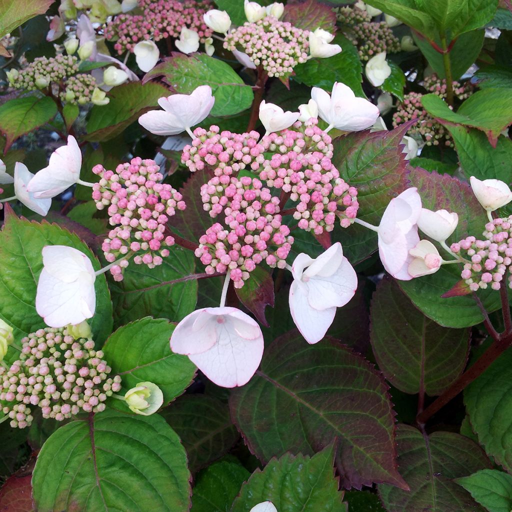 Hydrangea macrophylla Dolce Gipsy - Ortensia