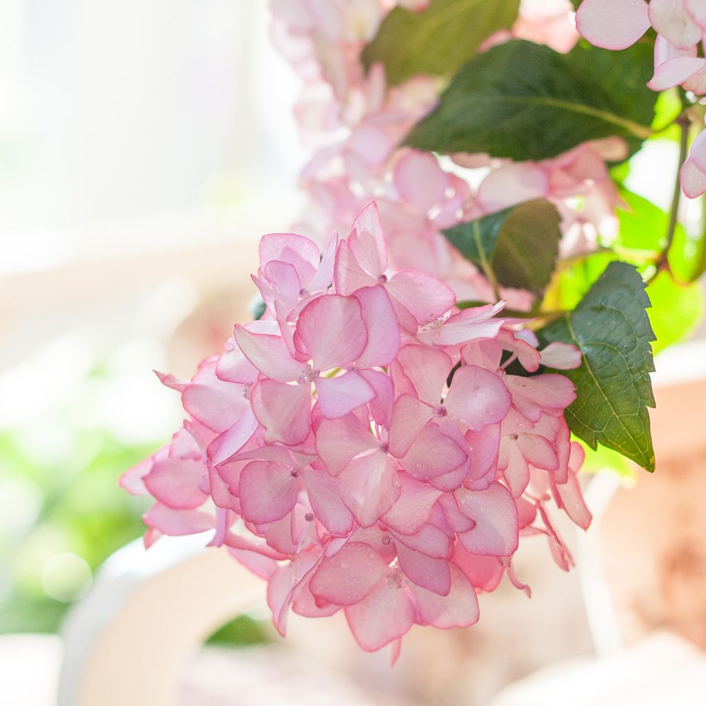 Hydrangea macrophylla Endless Summer The Bride - Ortensia
