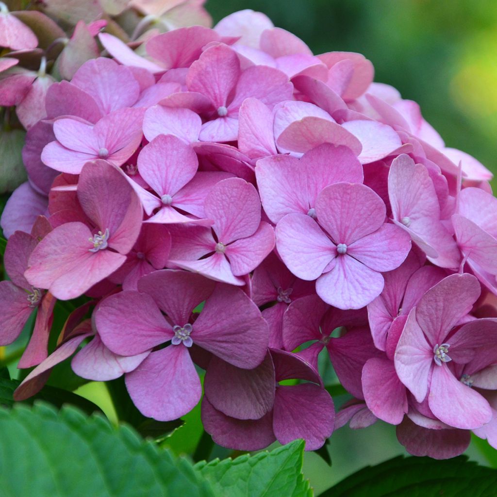 Hydrangea macrophylla Endless Summer The Original Pink - Ortensia