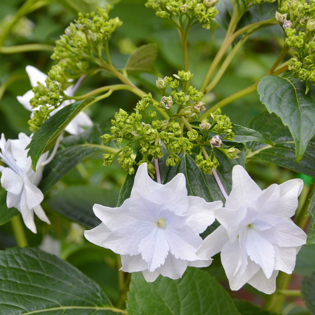 Hydrangea macrophylla Hovaria Fireworks White - Ortensia