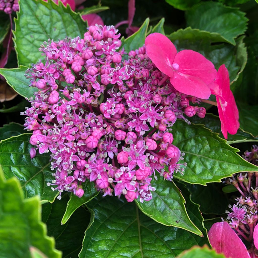 Hydrangea macrophylla Teller Kardinal - Ortensia