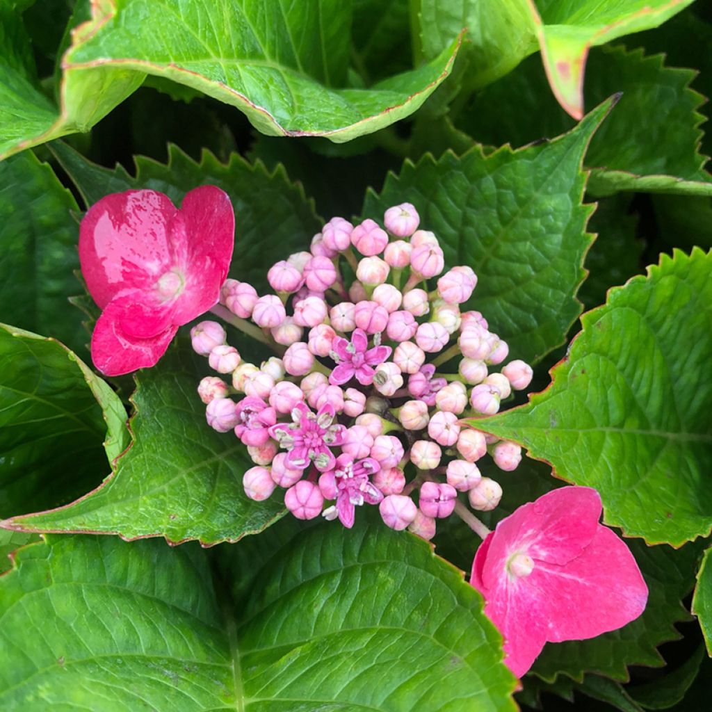 Hydrangea macrophylla Teller Kardinal - Ortensia